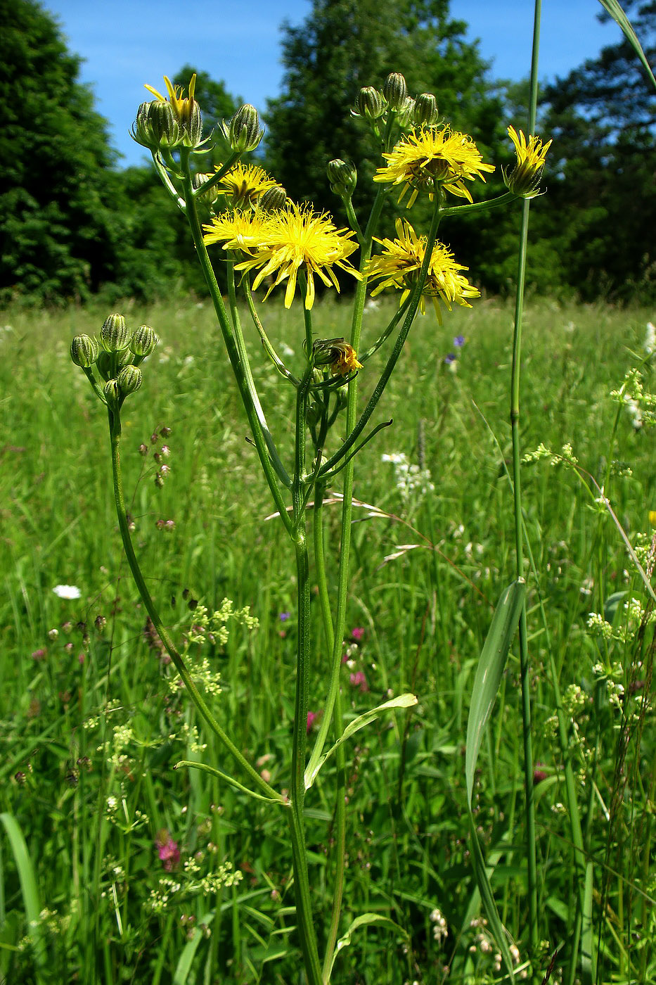 Изображение особи Crepis biennis.