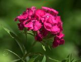 Dianthus barbatus