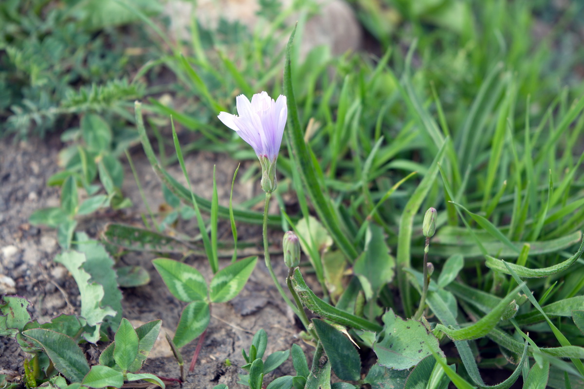 Image of genus Lactuca specimen.