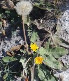 Taraxacum serotinum