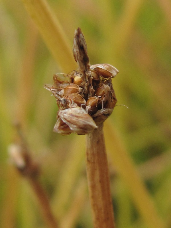 Изображение особи Eleocharis palustris.