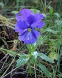 Viola wittrockiana. Цветок. Санкт-Петербург, Петродворцовый р-н, Петергоф, Нижний парк, опушка в смешанном лесу, в культуре. 09.09.2020.
