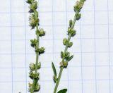 Amaranthus tuberculatus