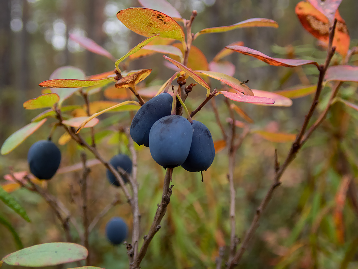 Image of Vaccinium uliginosum specimen.