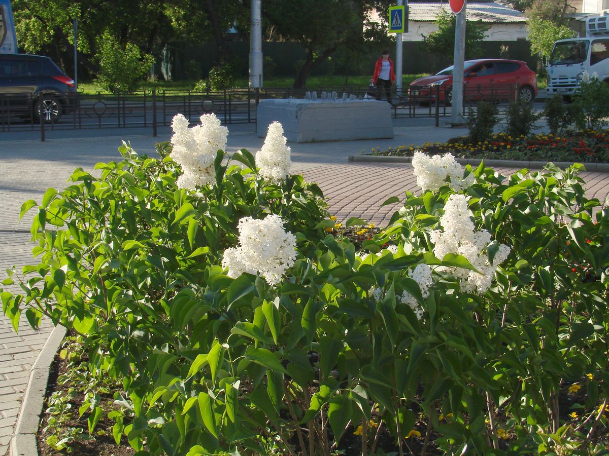 Image of Syringa vulgaris specimen.