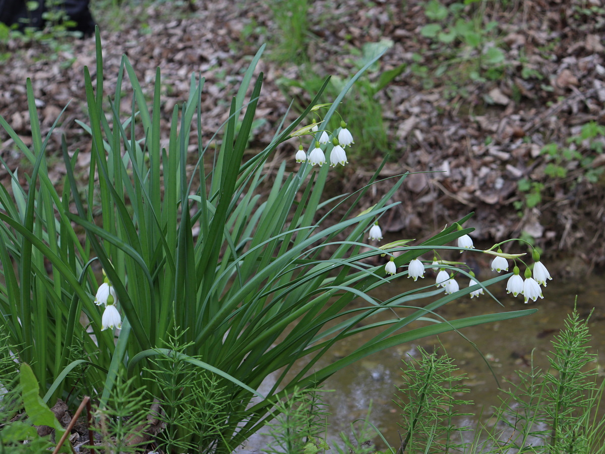 Image of Leucojum aestivum specimen.