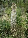 Eremurus robustus