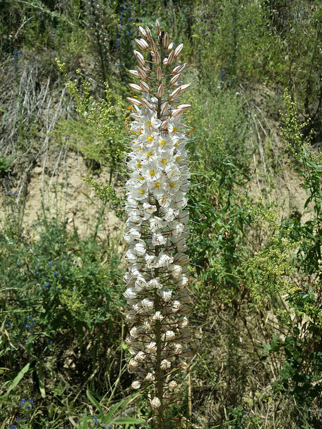 Изображение особи Eremurus robustus.