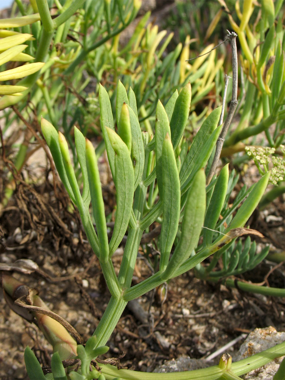 Изображение особи Crithmum maritimum.