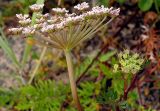 Kitagawia terebinthacea