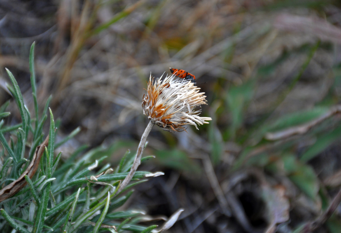 Image of genus Jurinea specimen.