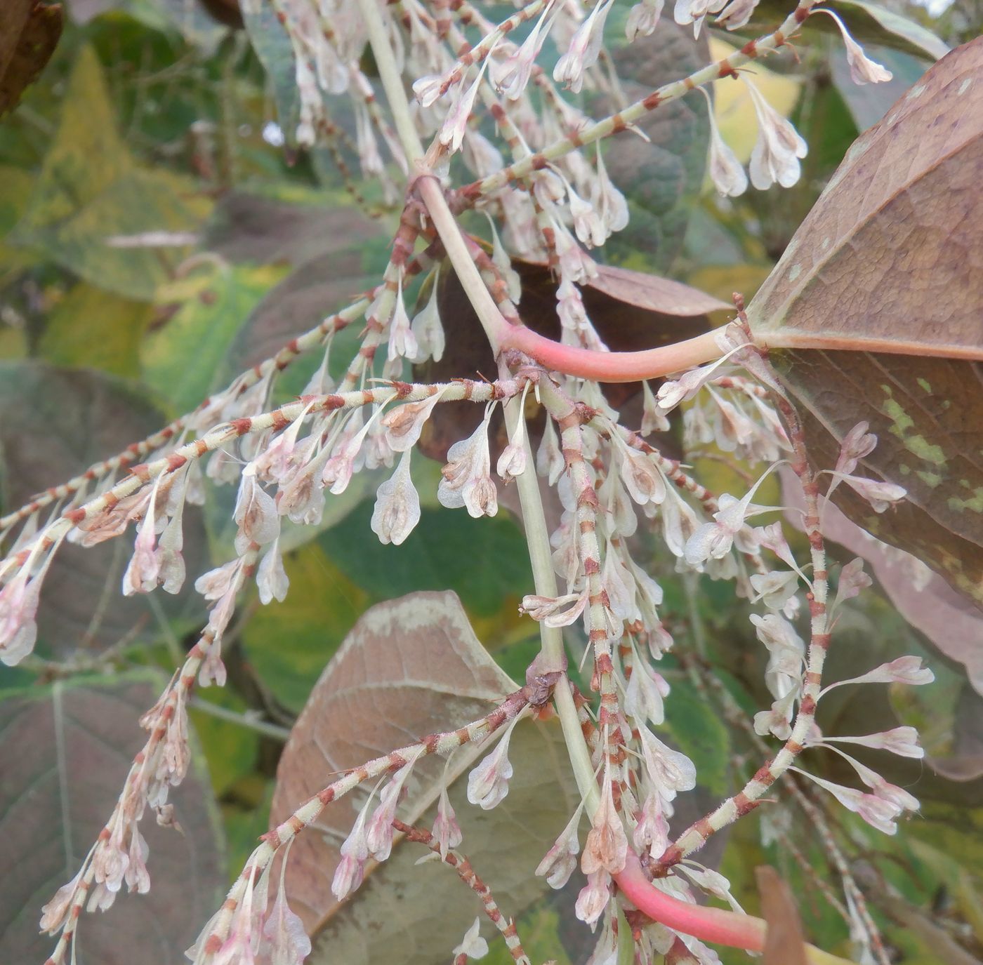 Image of Reynoutria japonica specimen.