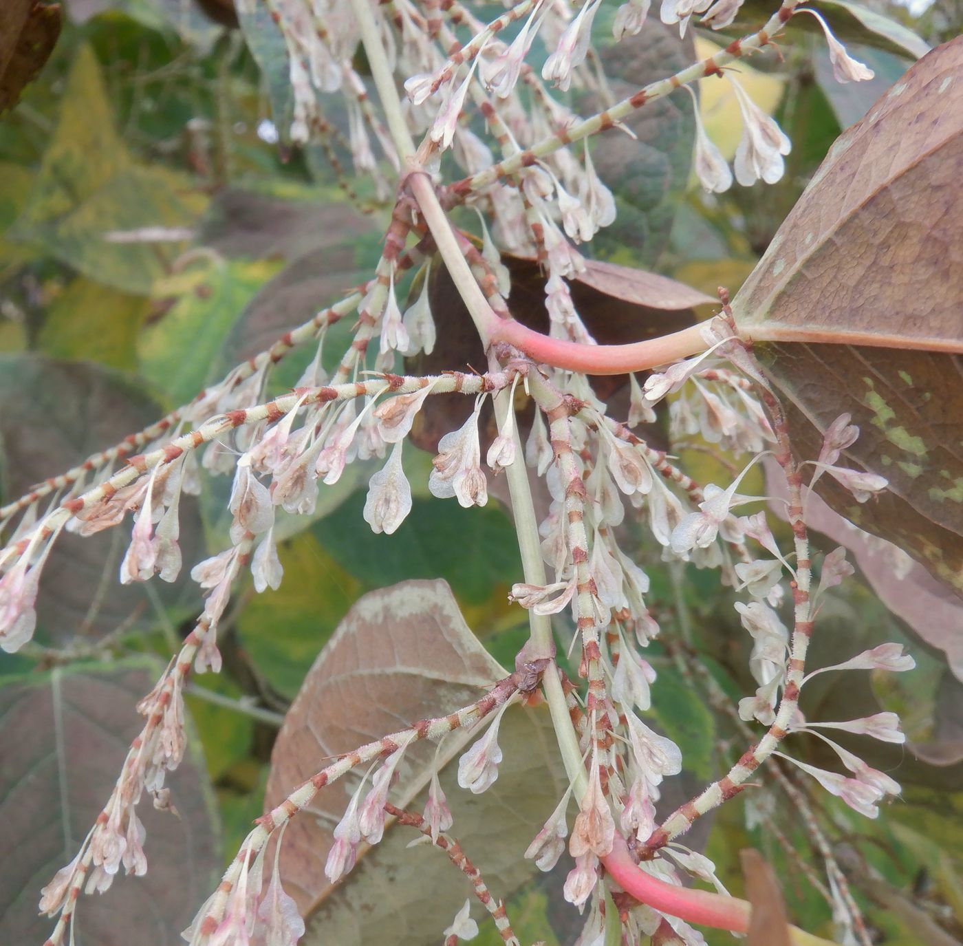 Изображение особи Reynoutria japonica.