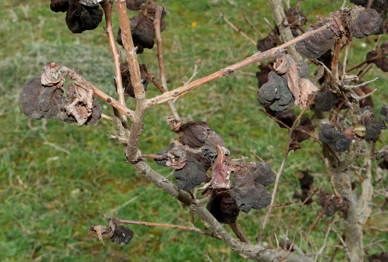 Изображение особи Ulmus minor.