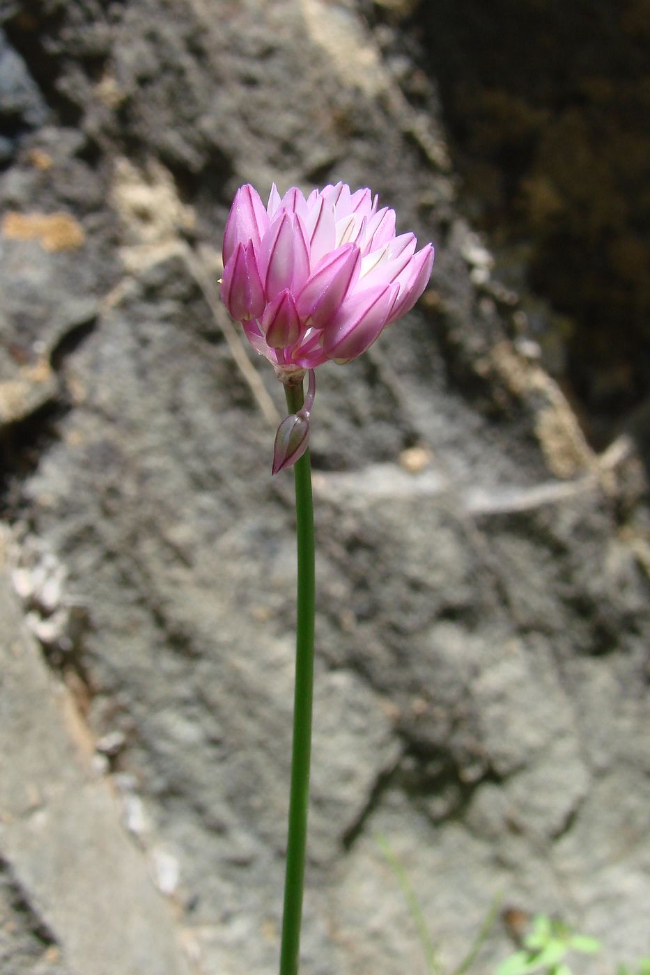 Image of Allium griffithianum specimen.