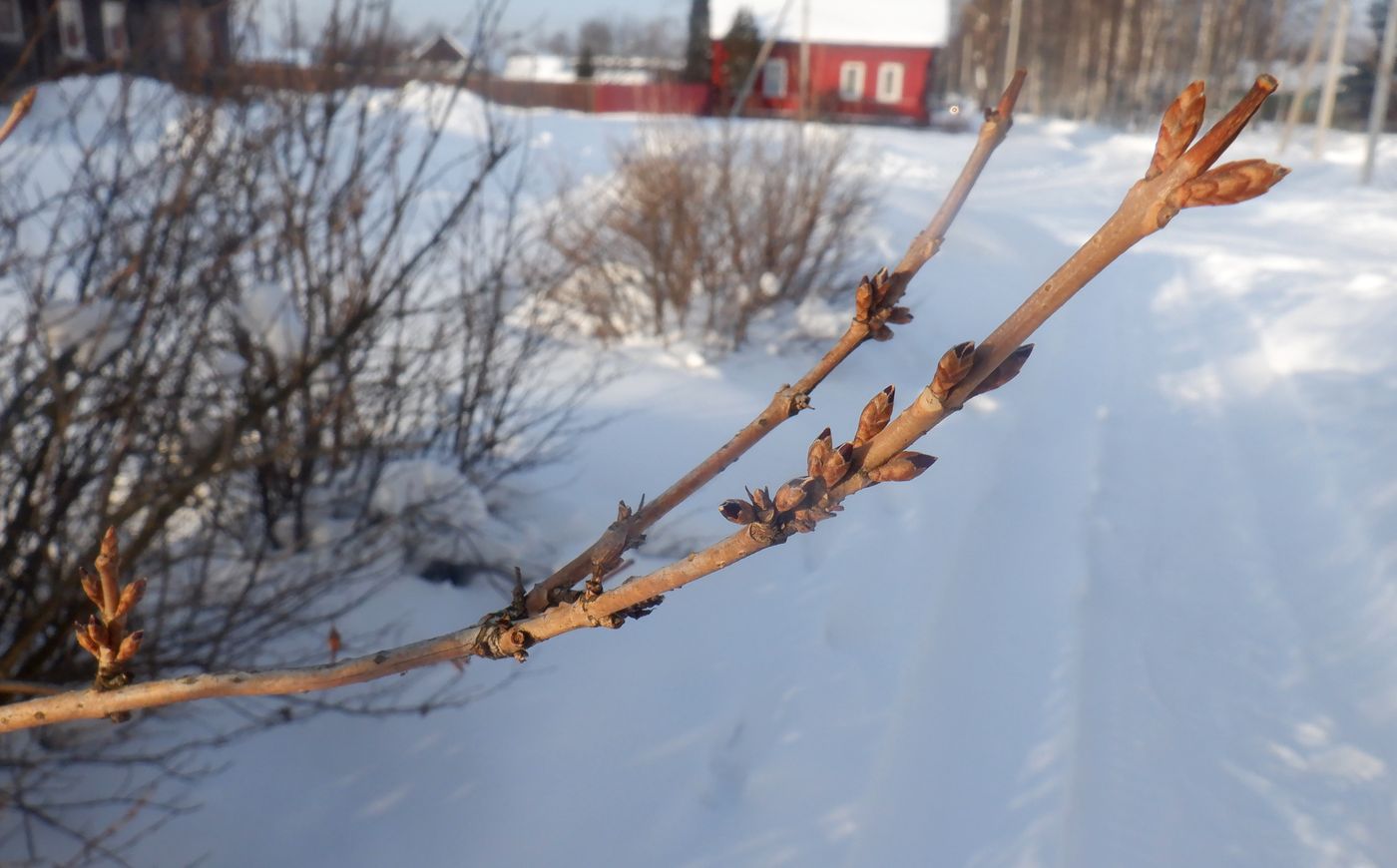 Image of Forsythia ovata specimen.