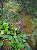 Bergenia crassifolia. Вегетирующие и цветущее растения. Республика Алтай, Кош-Агачский р-н, верховье р. Актру, пр. берег р. Актру, кедровый лес. 21.07.2013.