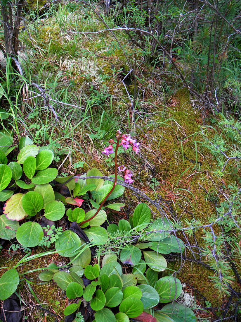 Изображение особи Bergenia crassifolia.