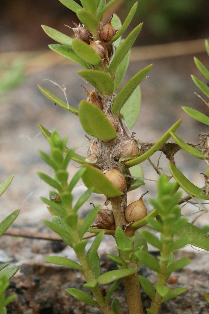 Image of Glaux maritima specimen.