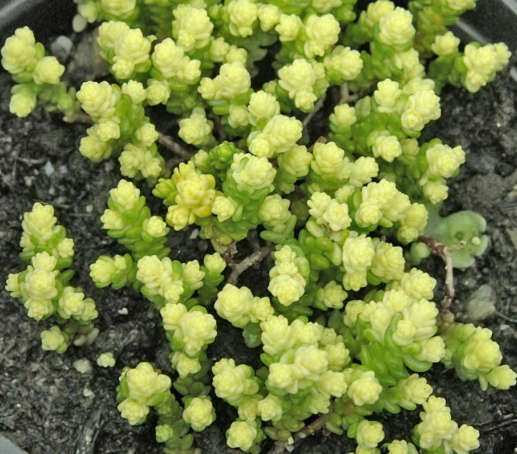 Image of Sedum acre specimen.