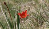 Tulipa ostrowskiana