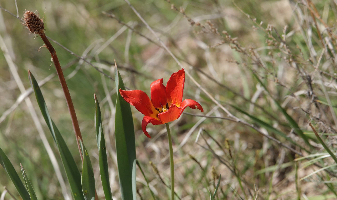 Image of Tulipa ostrowskiana specimen.