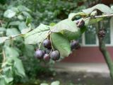 Cotoneaster melanocarpus. Часть побега с соплодиями. Хабаровск, около Краевой клинической больницы №1, в культуре. 07.08.2013.