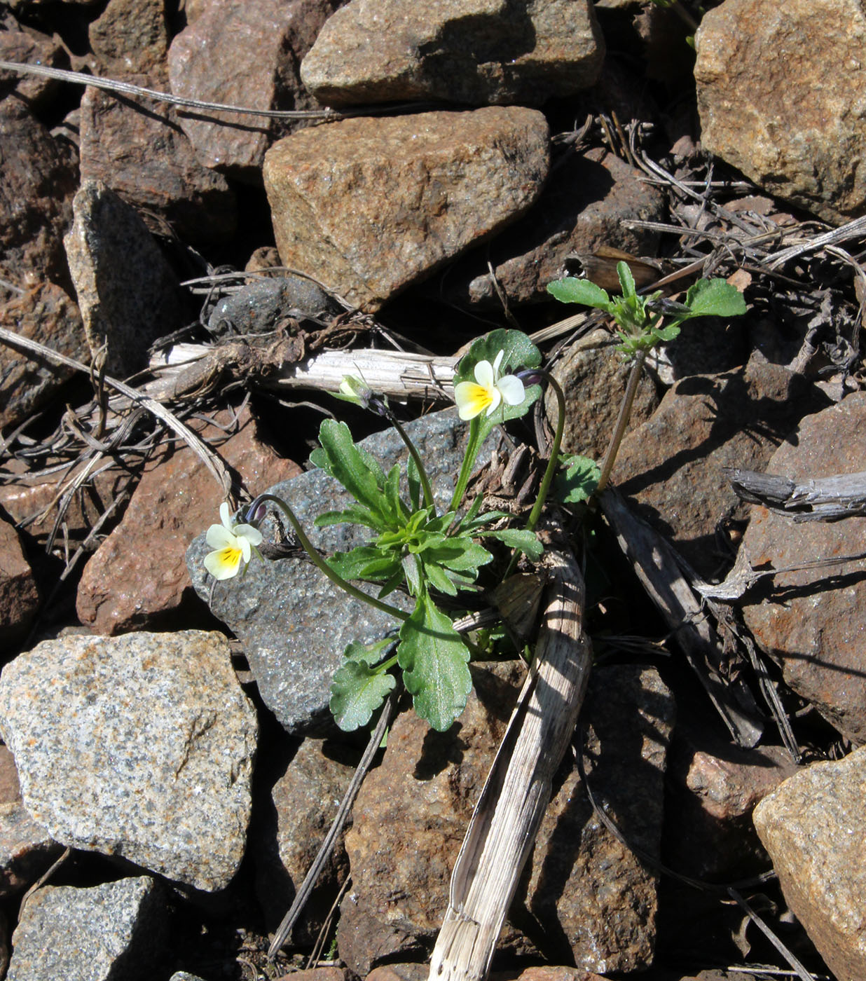 Image of Viola arvensis specimen.