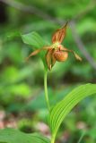 Cypripedium shanxiense