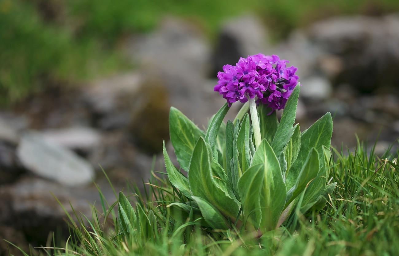 Image of Primula turkestanica specimen.