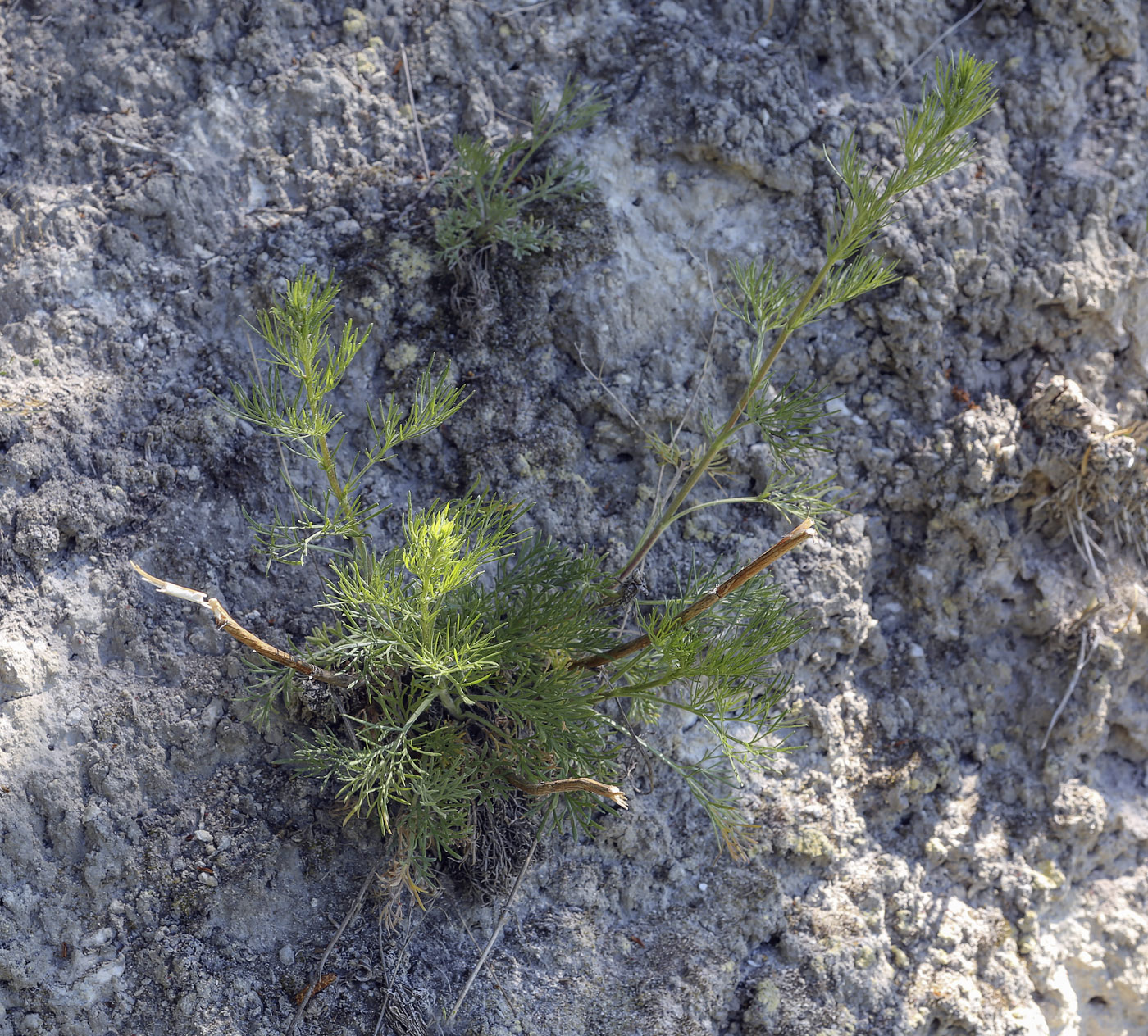 Изображение особи Artemisia campestris.