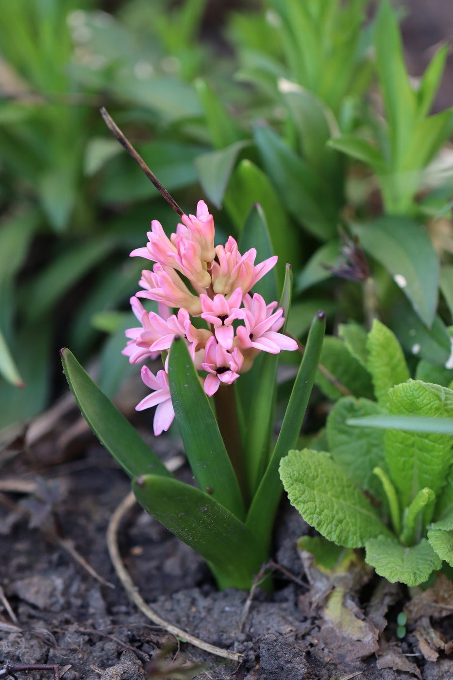 Image of Hyacinthus orientalis specimen.