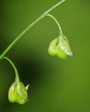 Polygala tenuifolia. Незрелые плоды. Приморский край, Октябрьский р-н, окр. с. Заречное, гора Сенькина Шапка, на южном остепнённом склоне у вершины горы. 27.06.2021.