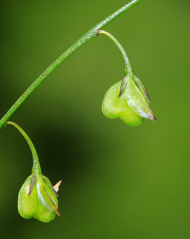 Image of Polygala tenuifolia specimen.