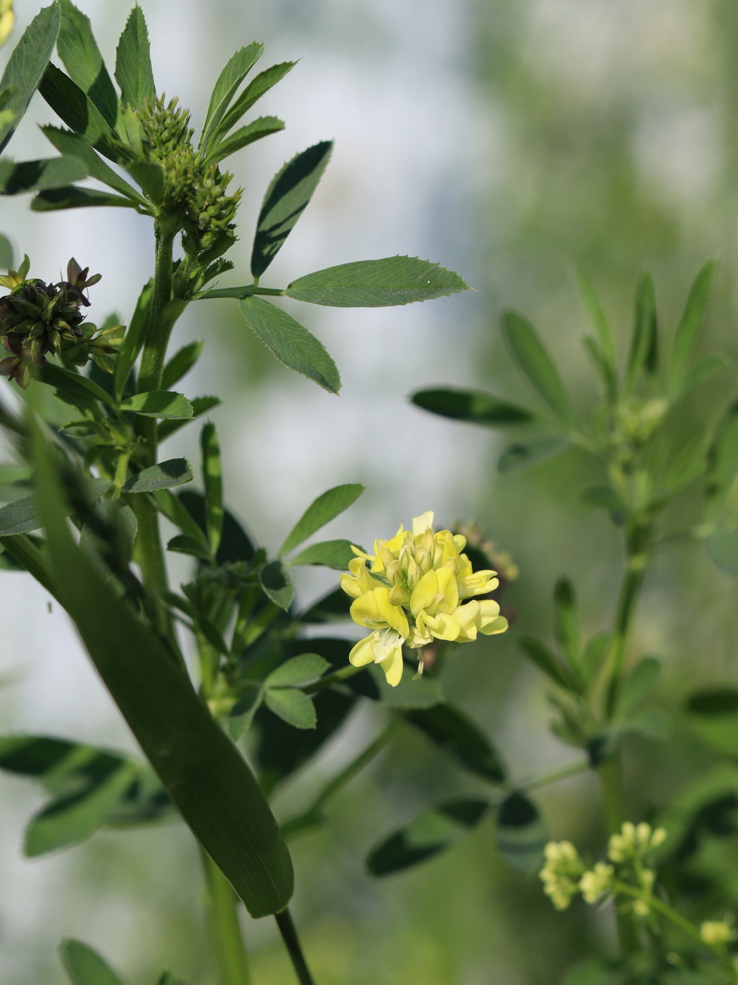 Image of Medicago falcata specimen.