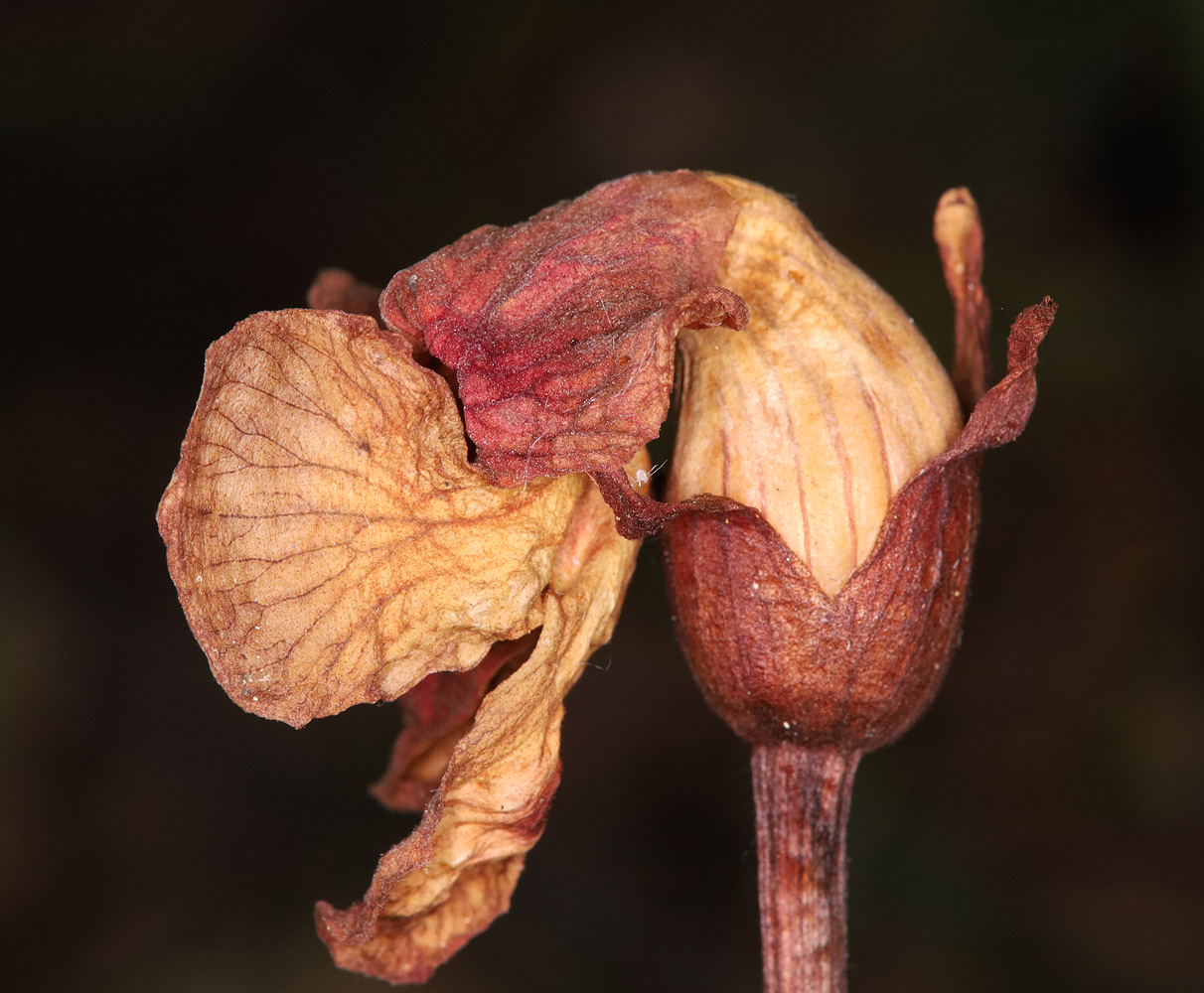 Image of Phelypaea coccinea specimen.