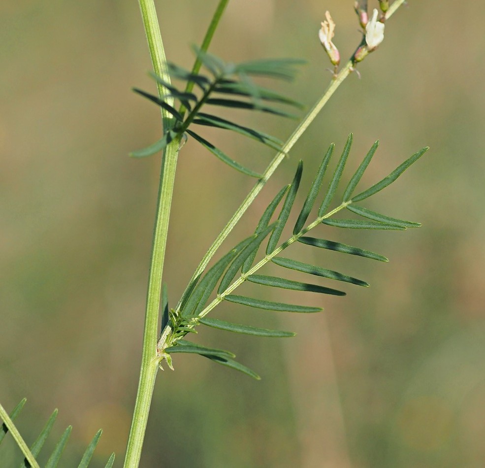 Изображение особи Astragalus sulcatus.