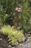 Sempervivum pumilum. Зацветающее растение. Карачаево-Черкесия, Малокарачаевский р-н, долина р. Хасаут, около 1800 м н.у.м., скальный выход в субальпийском поясе. 09.07.2021.