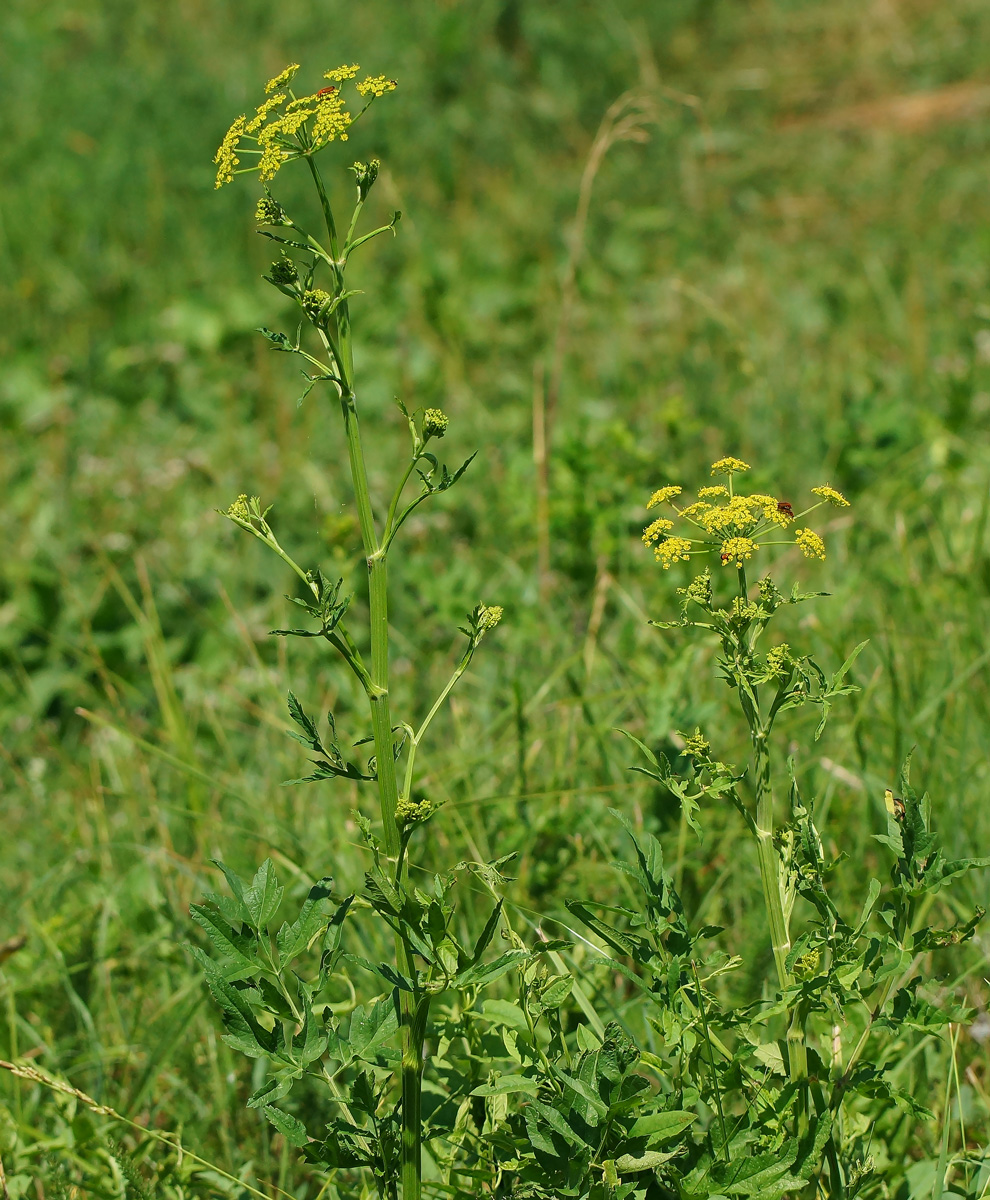 Image of Pastinaca sativa specimen.
