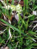 Tofieldia pusilla