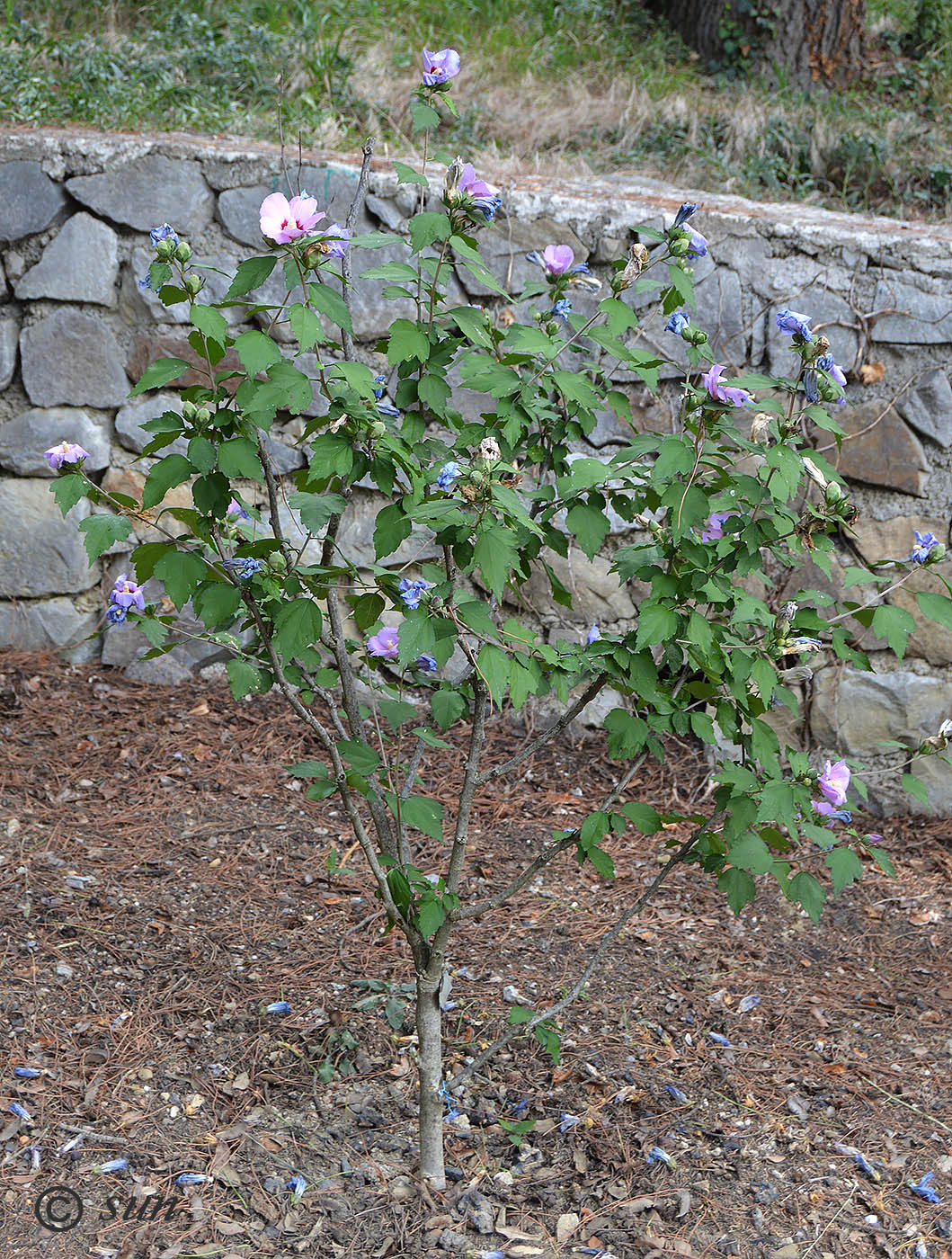 Image of Hibiscus syriacus specimen.