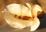 Oenothera macrocarpa