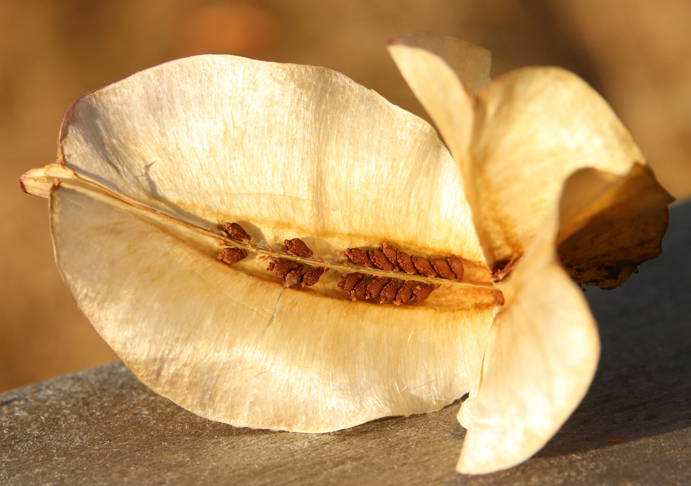 Изображение особи Oenothera macrocarpa.