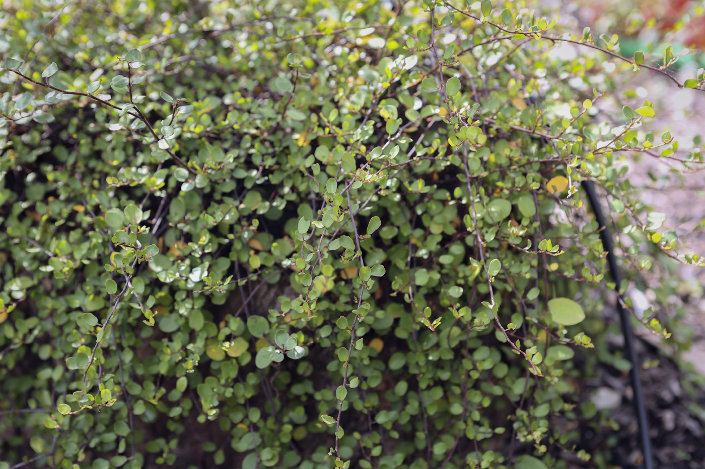 Image of Muehlenbeckia complexa specimen.