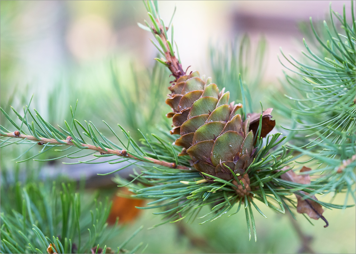 Image of Larix kaempferi specimen.