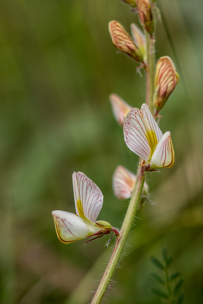 Image of Onobrychis vassilczenkoi specimen.