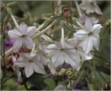Nicotiana alata