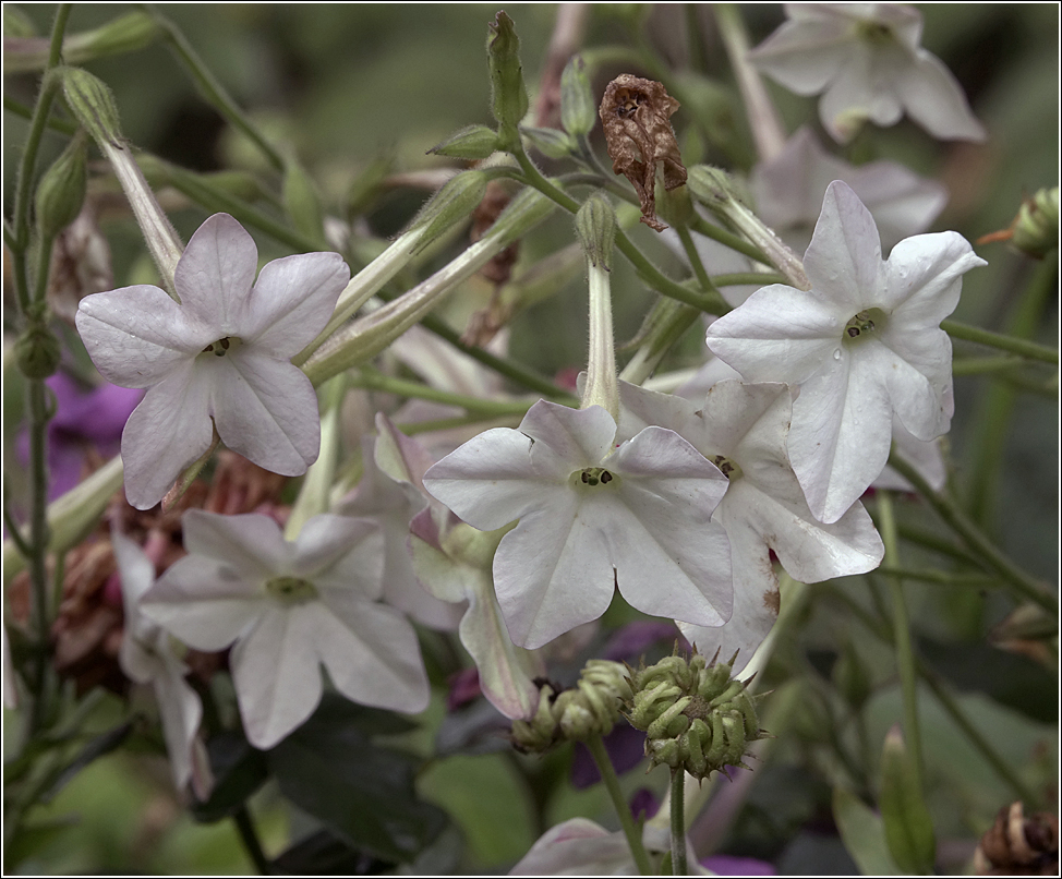 Изображение особи Nicotiana alata.