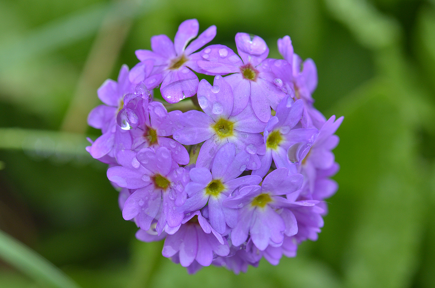 Изображение особи Primula auriculata.