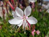 Gaura lindheimeri. Цветок и бутон. Греция, Эгейское море, о. Парос, пос. Агкария (Αγκαιριά), газон возле церкви Св. Георгия (Αγίου Γεωργίου). 15.05.2021.